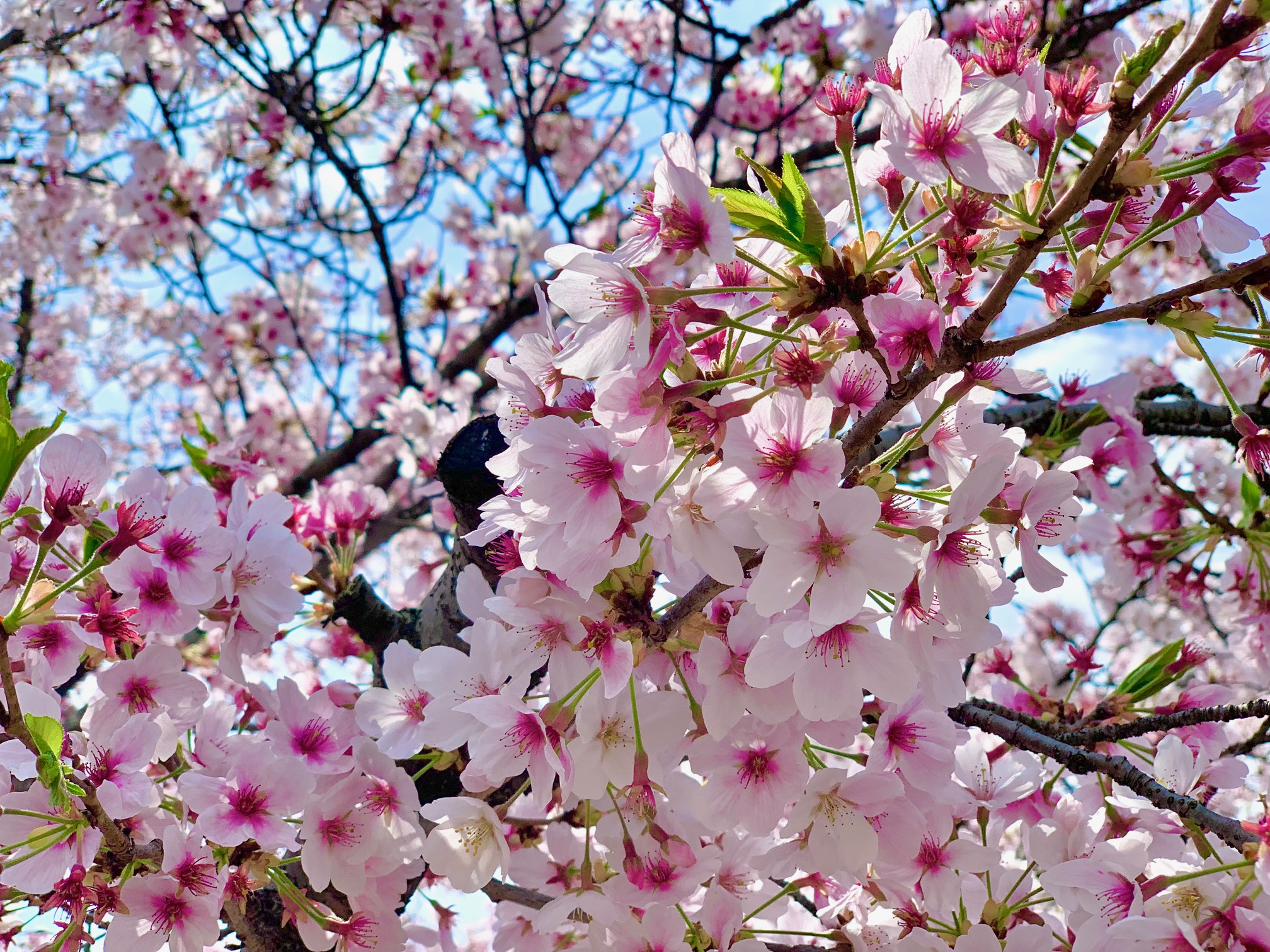 満開の桜と出会いと別れと