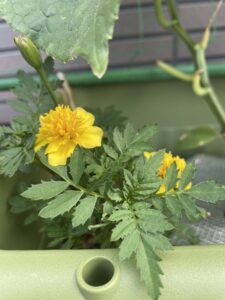 きゅうりの成長記録