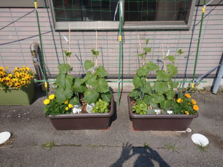 グリーンカーテン今年もできるかな